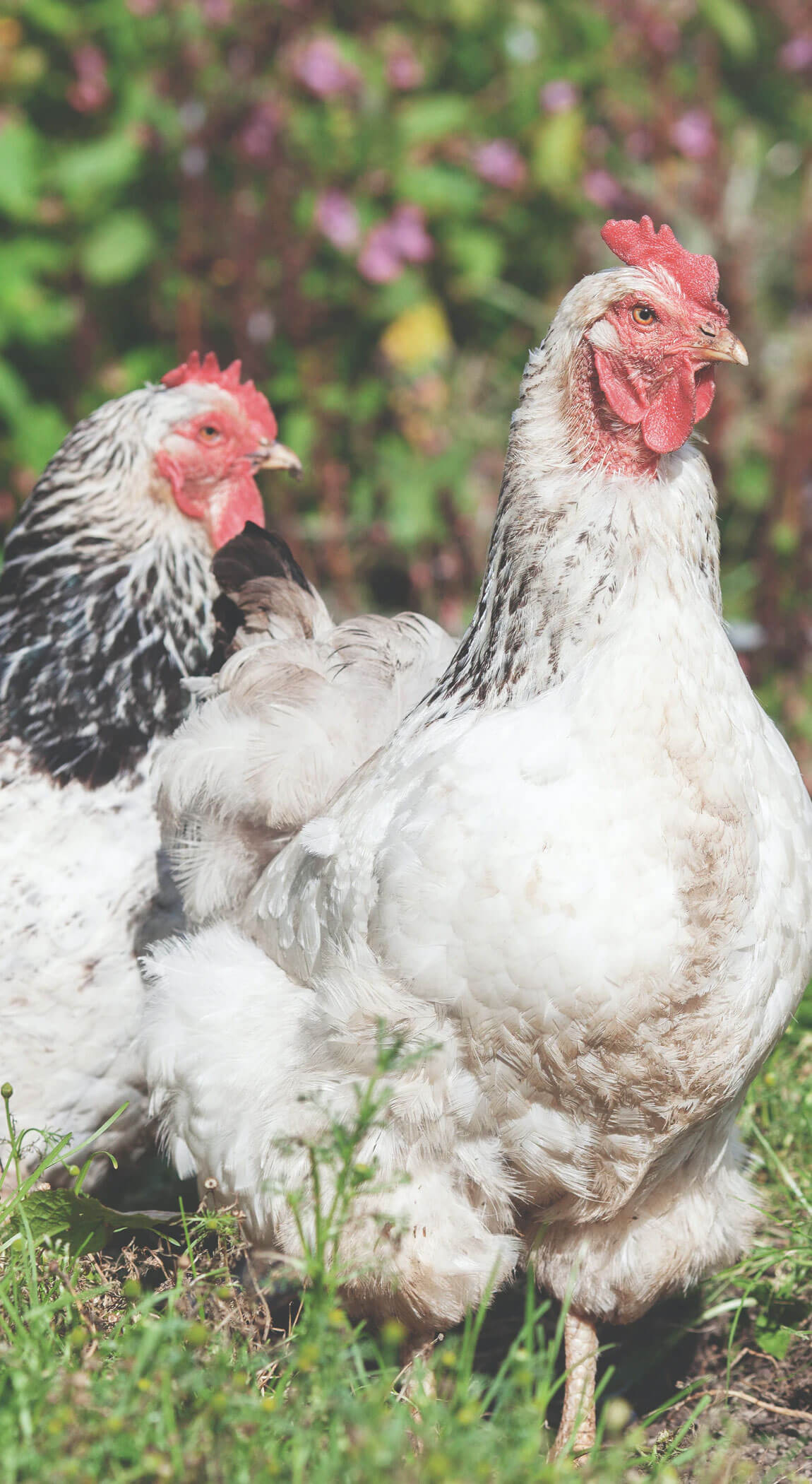 Chickens farm-chickens