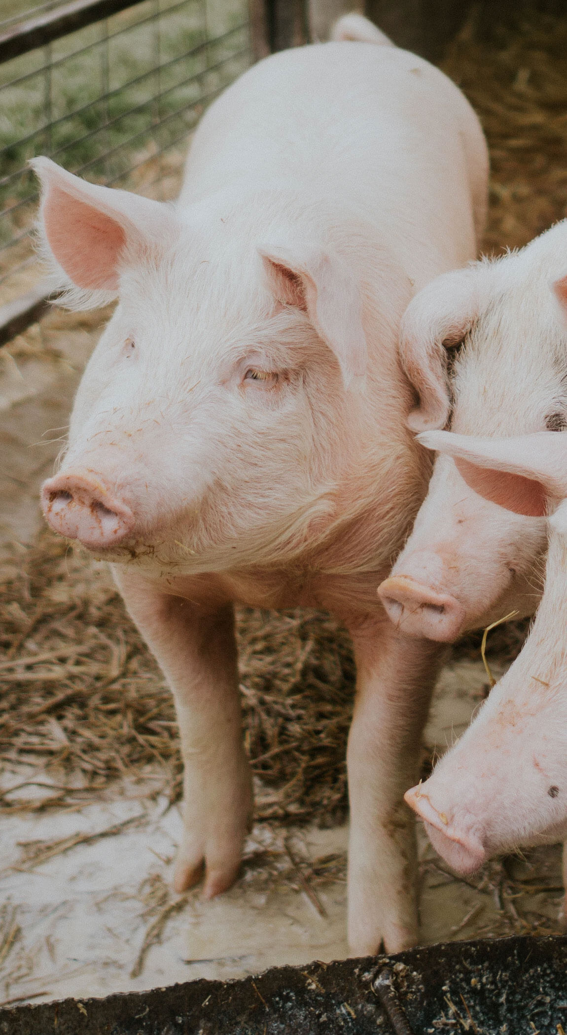 Five Leaf Clovers Logo